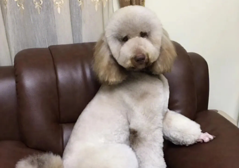 巨型贵宾怎么养？宠物主人来看看吧