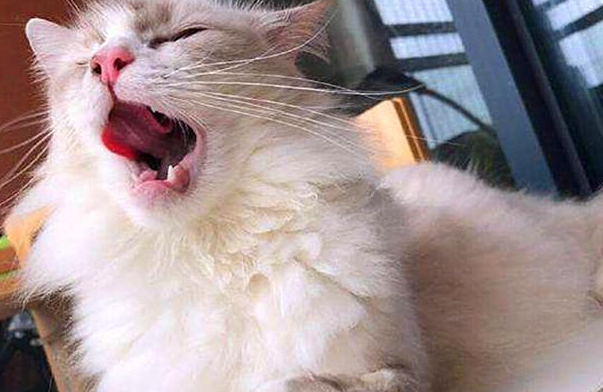 猫咪在家突然嚎叫是为什么呢