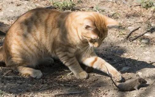 日本人把猫扔进老鼠堆中 日本人把猫扔进老鼠堆中