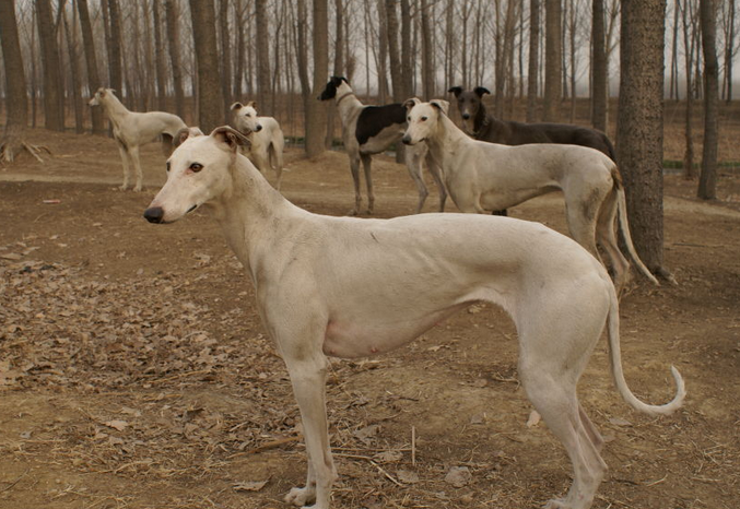 中国细犬产后吃什么?饲养须知~ 中国细犬产后吃什么?饲养须知~
