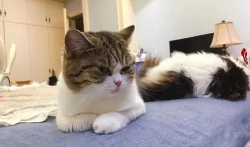 家里养猫好吗? 家里养猫好吗?