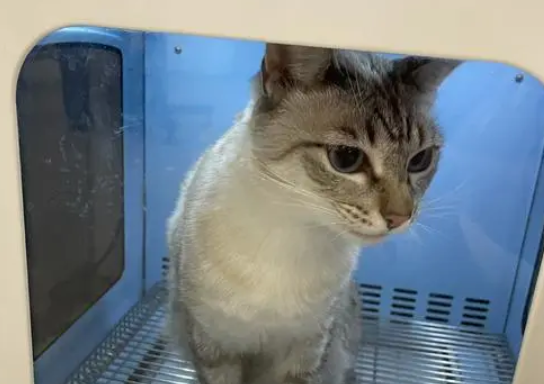 猫咪绝育为什么要有留置针呢