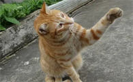 猫咪为什么会用前脚打东西呢