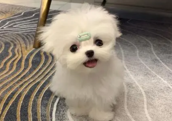 萌宠小知识:马尔济斯犬几岁剪毛? 萌宠小知识:马尔济斯犬几岁剪毛?