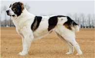 中亚牧羊犬性格怎么样？自信、忠诚