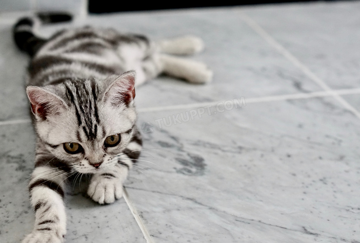 猫咪为什么总是爬在地上睡觉