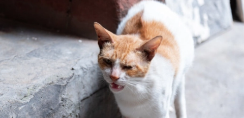猫咪发出像猪一样哼哧哼哧