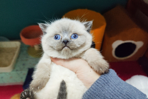 重点色短毛猫鼻子不通气怎么回事？宠主可以了解一下！