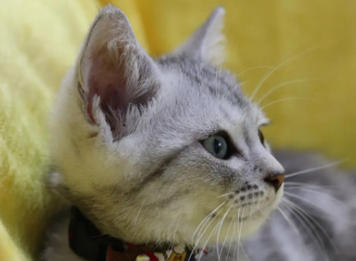 猫咪会叫奶奶揭秘