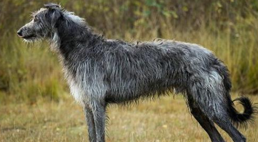 苏格兰猎鹿犬掉毛怎么办？千万要做好防护！