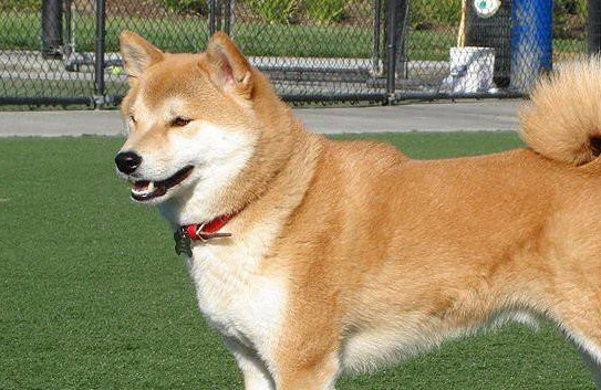 养秋田犬需要准备什么？建议收藏