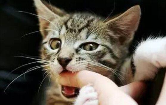 猫咪为什么会咬主人的手咬出血 猫咪为什么会咬主人的手咬出血