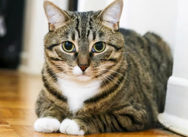 狸花猫换环境多久适应,看这里~ 狸花猫换环境多久适应,看这里~