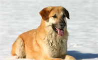 奇努克犬拉稀怎么治疗好?来了解下吧