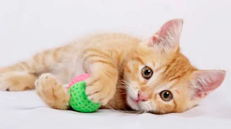 猫咪为什么把玩具叼床上睡觉