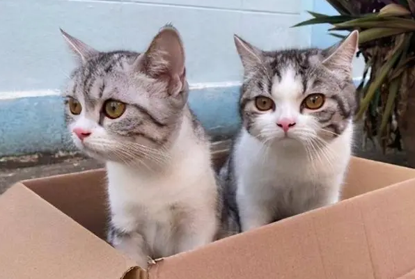 为什么一屋不养二猫