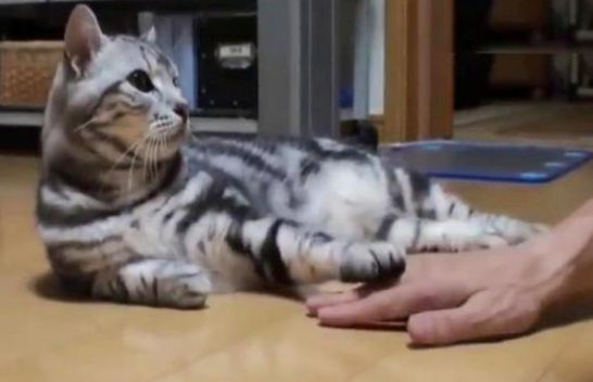 猫咪会把手放松开的原因 猫咪会把手放松开的原因
