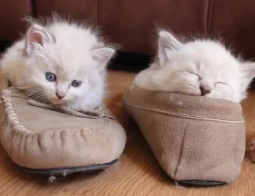 猫咪为什么玩鞋子睡觉
