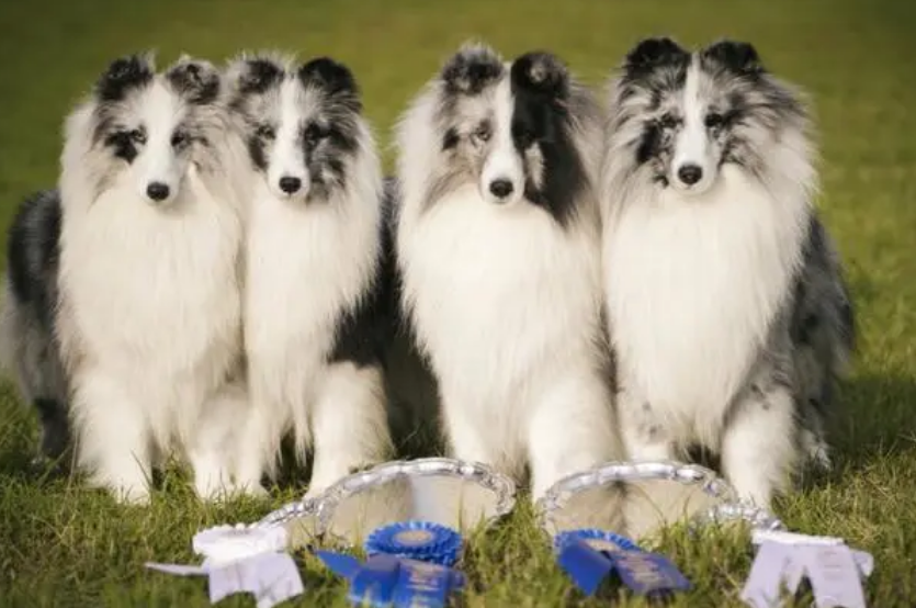 喜乐蒂牧羊犬好养吗？赶快学习一下吧