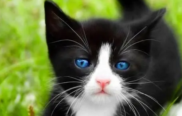 佛山猫舍在哪里 佛山猫舍在哪里