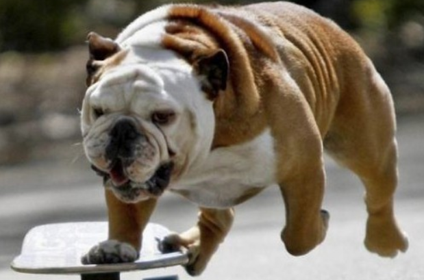 英国斗牛犬好养吗？可以来看看哦~