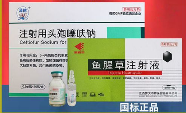 鱼腥草注射针剂加头孢的功效与作用