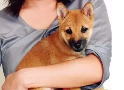 抱狗狗为什么不反抗