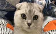 猫咪的耳朵为什么竖下来呢