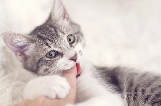 为什么说猫咪会乱咬东西呢