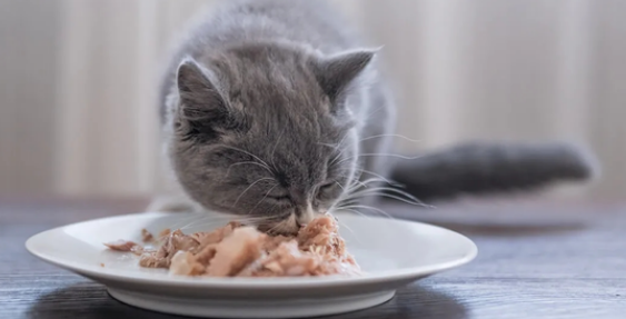 猫咪为什么要吃饭