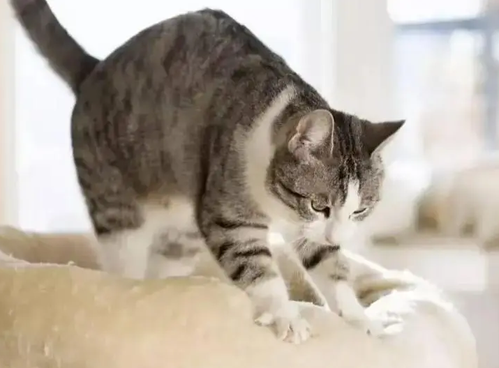 小猫咪为什么老颤抖呢