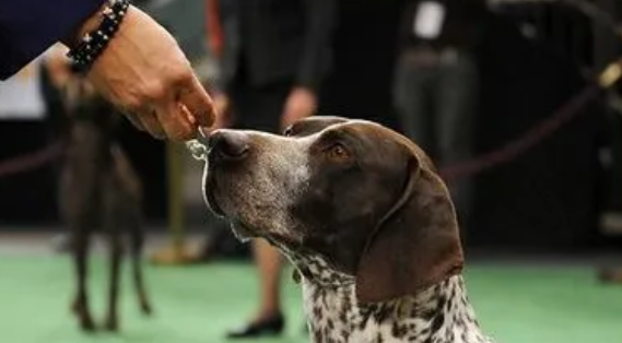 波音达猎犬怎么修剪指甲?现在就来教你! 波音达猎犬怎么修剪指甲?现在就来教你!
