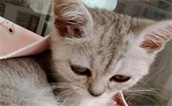猫咪不吃不喝没精神鼻子干