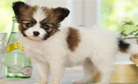 蝴蝶犬幼犬几个月补钙？来看看吧