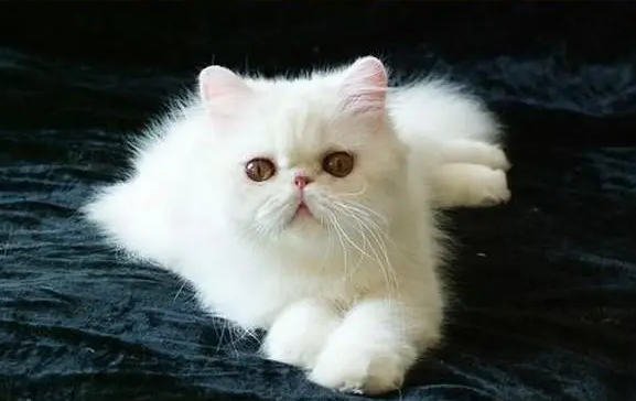 简单的几种方法教你，波斯猫怎么看纯不纯？