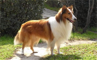 纯种苏格兰牧羊犬怎么辨别，这里有答案