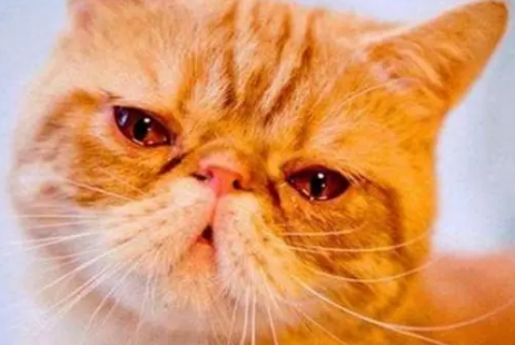 猫挨打流眼泪是怎么回事