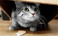 猫藏在家里找不到了怎么找