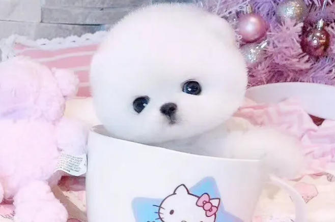 茶杯犬掉毛严重吗？为什么会掉毛？