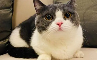 猫为什么那么幸福