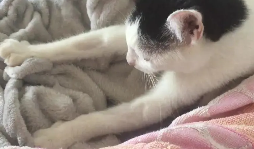 猫咪踩奶为什么会拉屎呢
