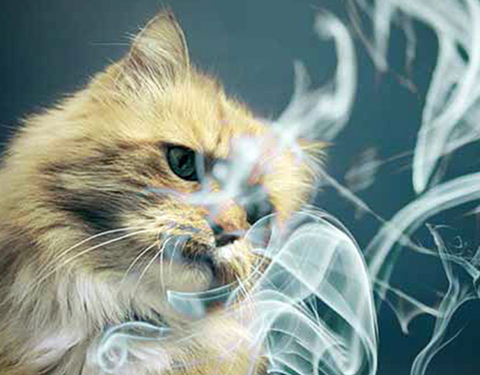 猫咪闻不了烟味嘛为什么呢