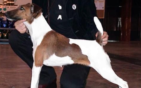 英国猎狐犬会装死吗?答案就在本文中 英国猎狐犬会装死吗?答案就在本文中