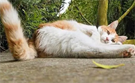 猫咪为什么会扫后腿呢