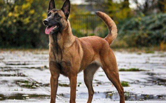 马犬怀孕多久生产?孕期护理要注意 马犬怀孕多久生产?孕期护理要注意