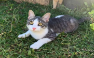 猫咪掉胡须是什么原因