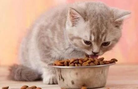 猫科学喂养方法
