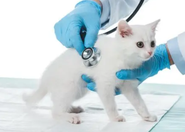 猫传腹如何自检 猫传腹如何自检
