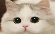 猫丢失了最有效方法找回来