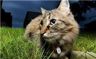 猫咪晚上发出怪声是为什么呢